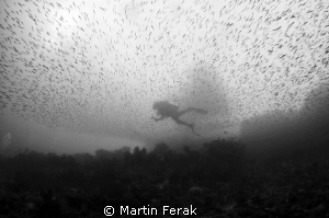 Behind fish curtain by Martin Ferak 